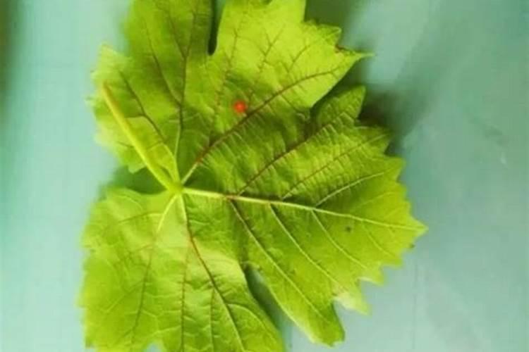 磷肥可以直接撤在根部吗