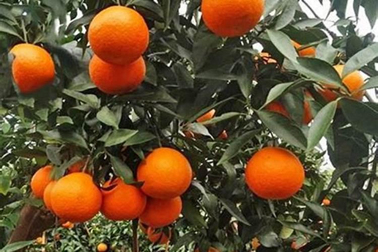 种植沃柑6个月适用放什么肥料