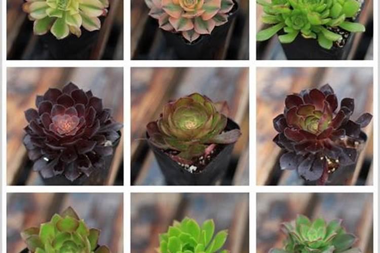 玉米叶面肥哪个好