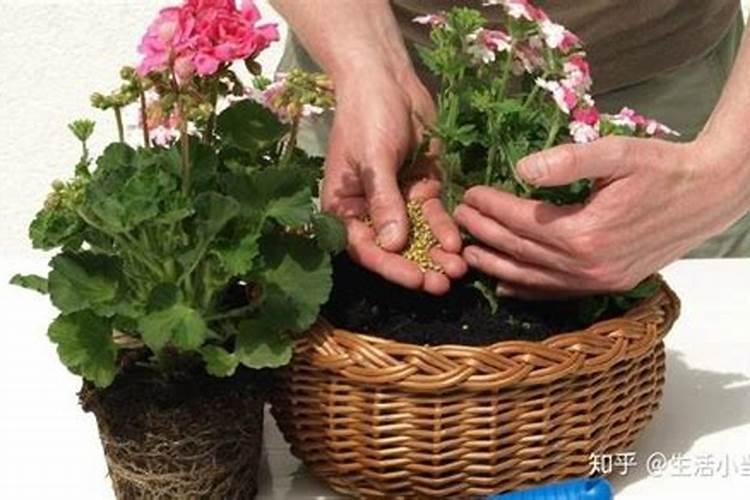 氮肥可以浇什么花