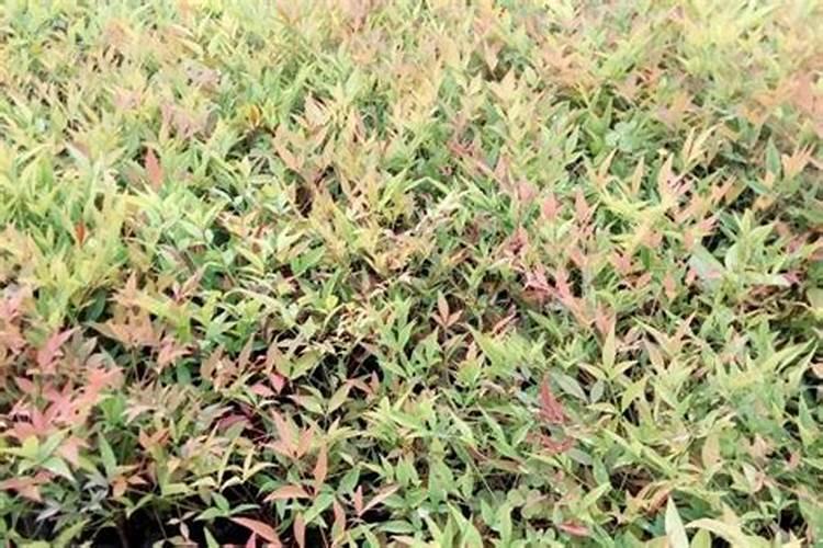 南天竹需要什么肥料