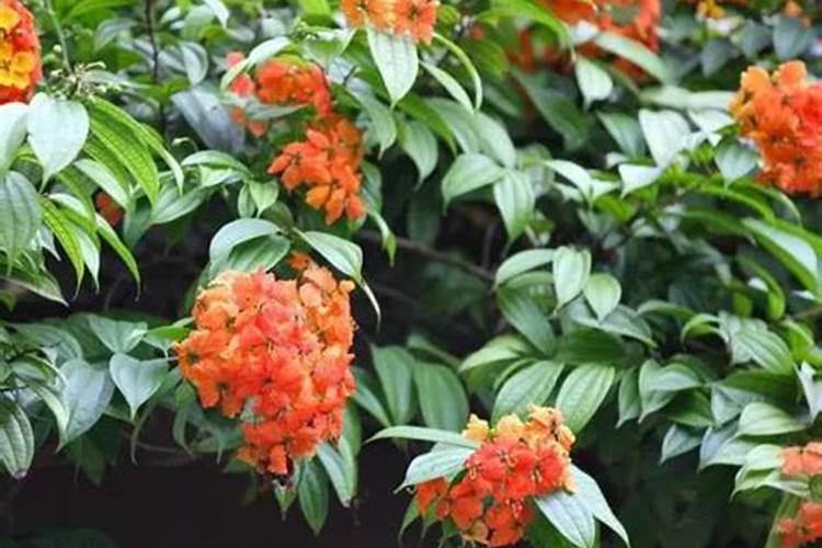 南天竹怎么施肥