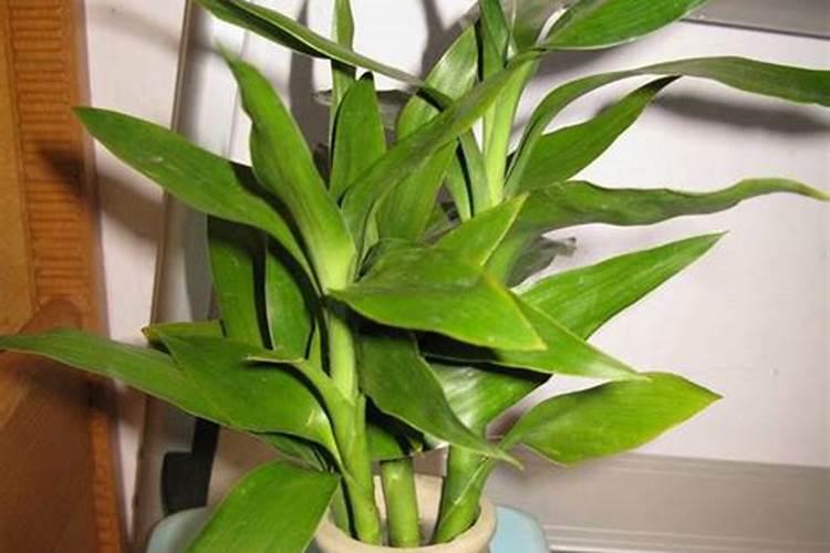 蚝油口蘑做法窍门