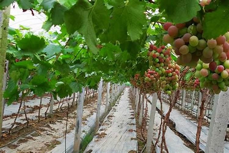 下雨后打芸苔素可以吗