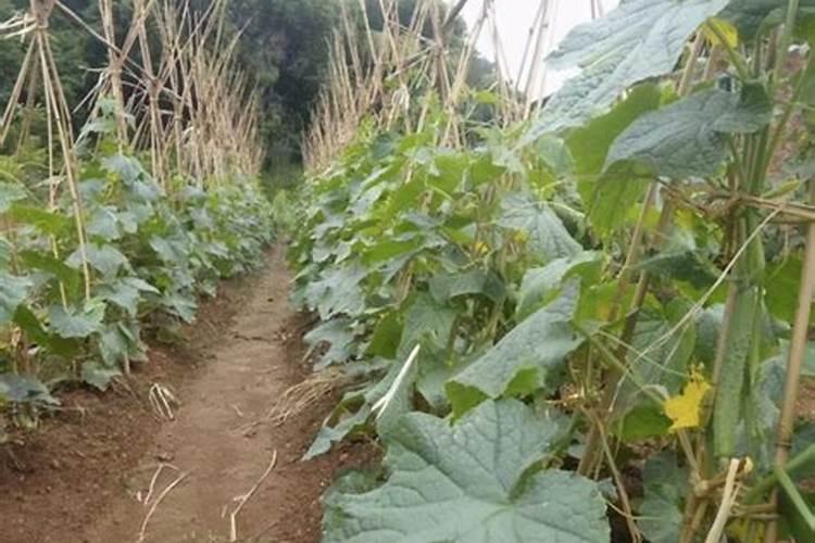 芸苔素内酯——这种新型绿色环保植物生长调节剂你了解多少？