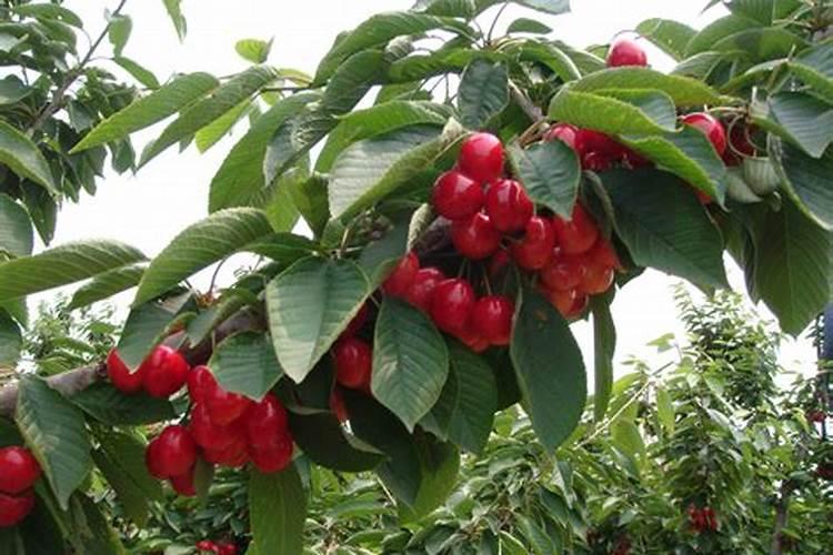 大樱桃施磷酸二氢钾吗？怎样施？