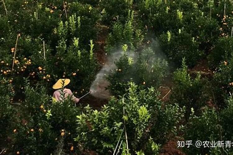 柑橘7月份施什么肥