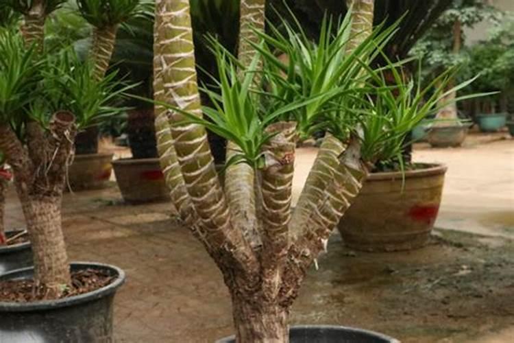 龙须树浇什么肥料合适