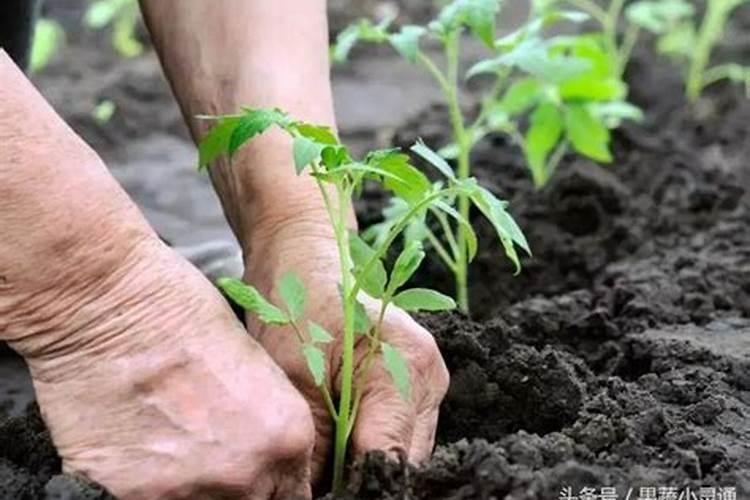 老师:露地番茄施复合肥,耕地时撒施,第一穗果穴施,第二次追肥穴施...