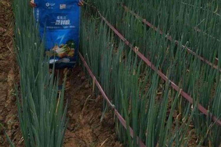 盐碱地如何种好葱