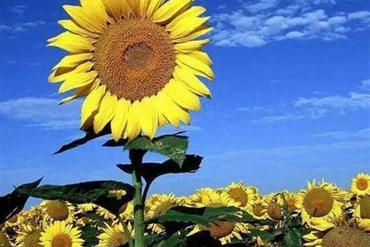 大豆鼓粒期低温多雨打什么叶面肥