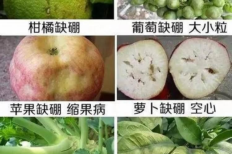 草木灰的主要成分是什么,可以做肥料吗