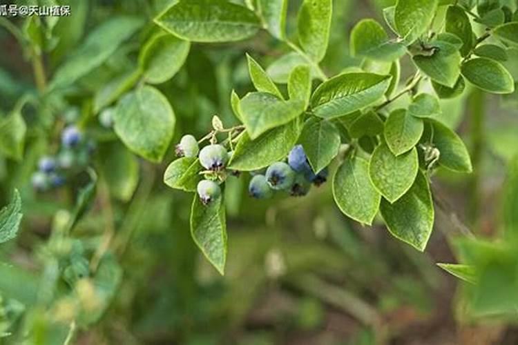 芝麻榨油后那个饼有什么用途？