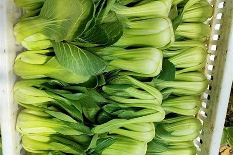 油菜打什么药可以增产