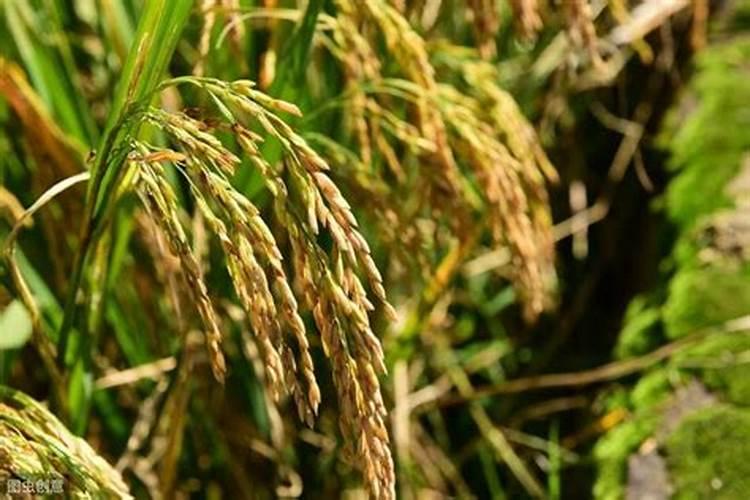 大棚西红柿阴天可以打药吗