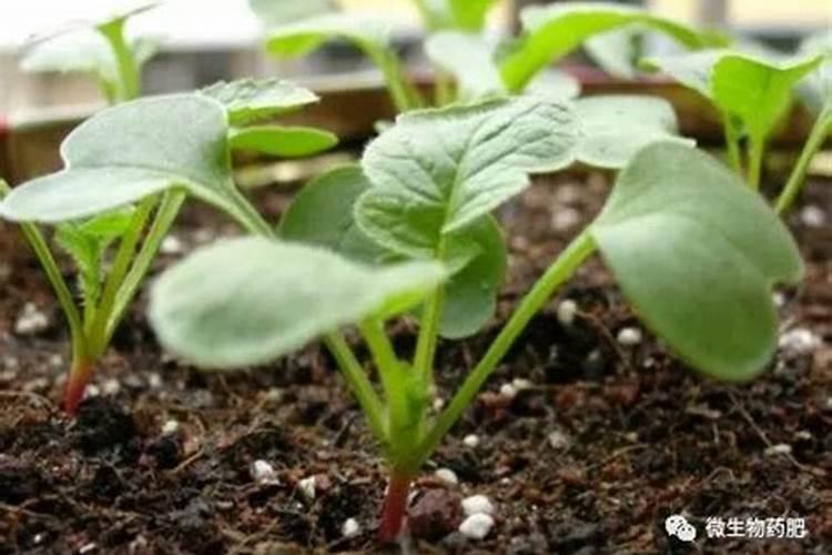 种萝卜用什么肥料最好