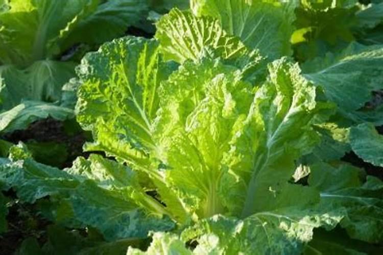 高粱移栽后几天施肥？