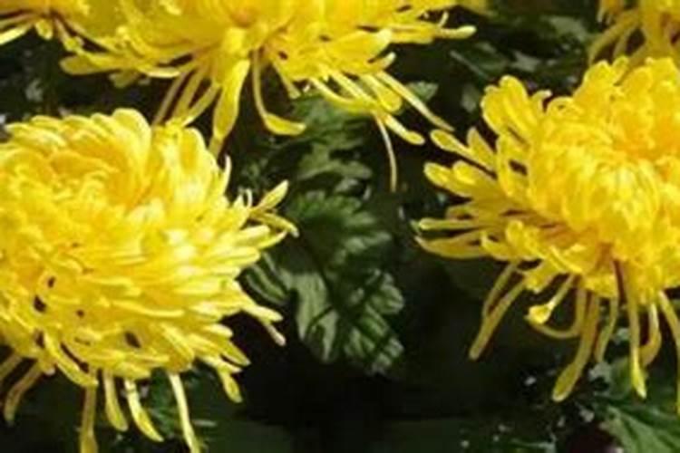 棉花想要高产应该如何施肥？棉花高产施肥技术!