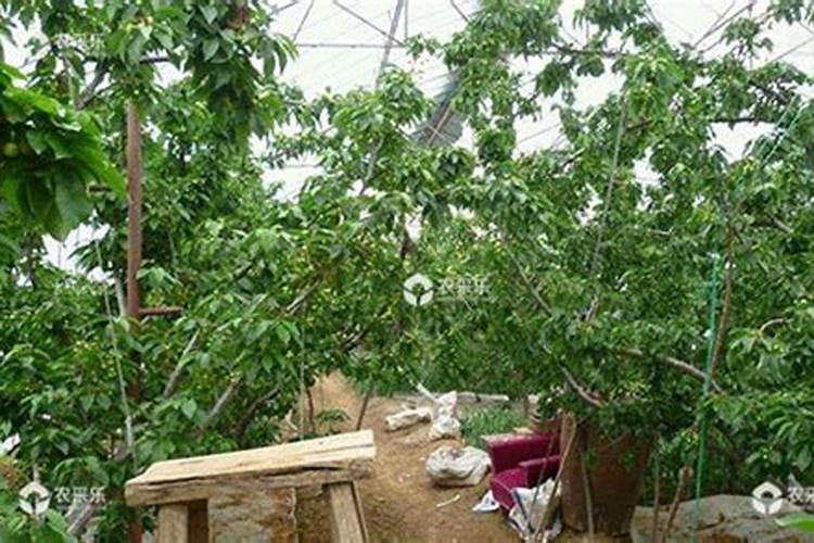 樱桃树用什么叶面肥