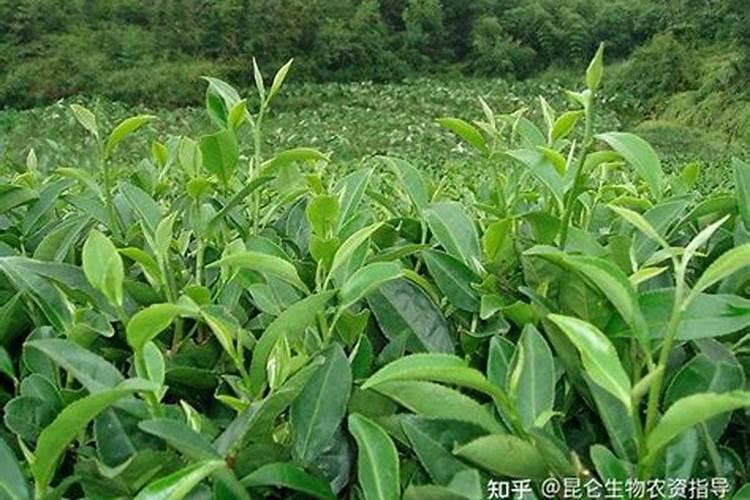 蜈蚣草水草怎么养