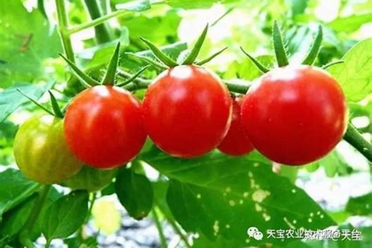 葡萄硼肥什么时候打最好？开花前？还是花期打？