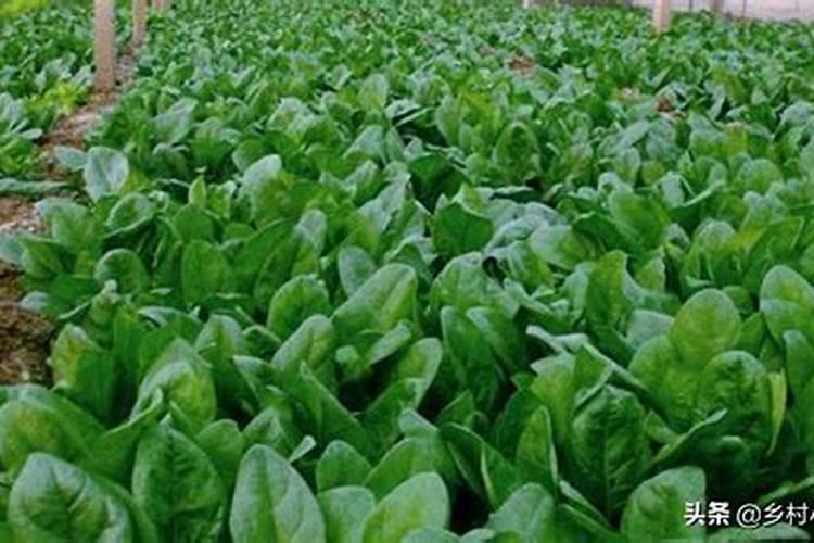 油菜萎缩用什么药最好