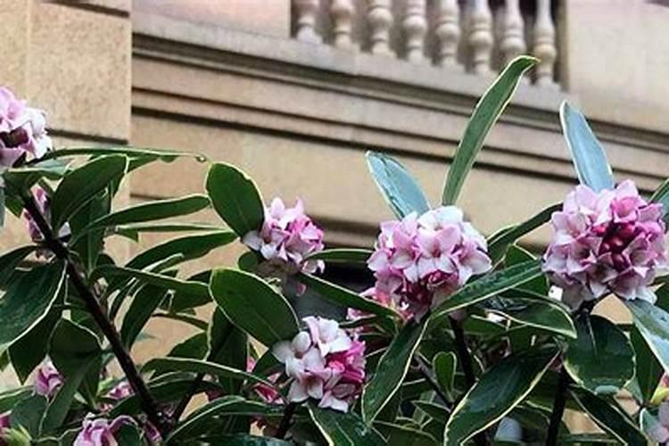 西瓜开花后结果如何管理施肥