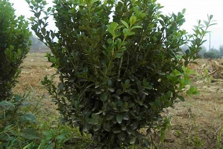 黄腐酸钾的使用方法