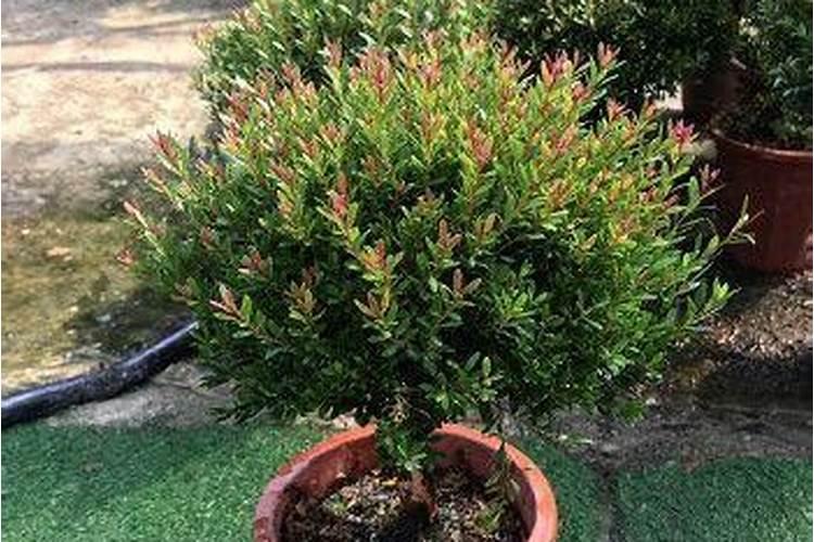 黄腐酸钾的使用方法