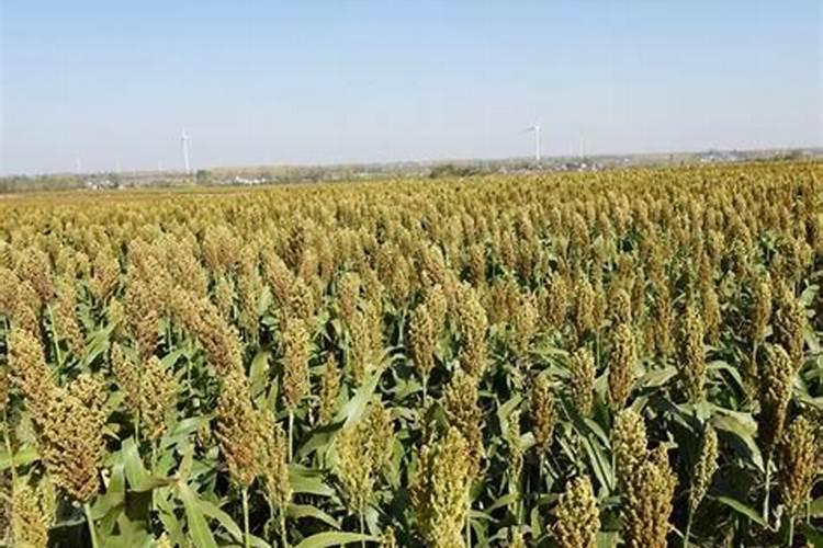 给花生施钙肥可以吗？对花生的生长有哪些作用？