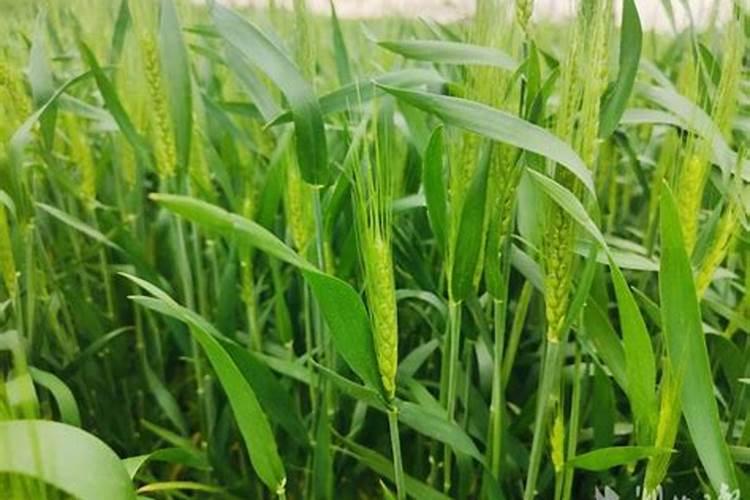 花肥中的鱼腥水鱼腥汁指的是什么