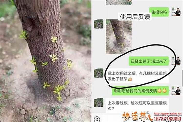 水梅可以往叶片上喷营养液吗