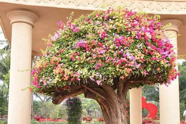 硼肥的作用及使用方法