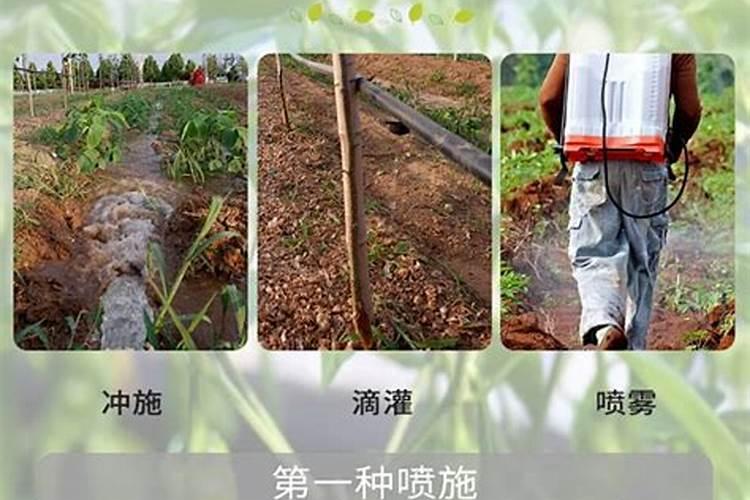 柳叶菜属的下级分类