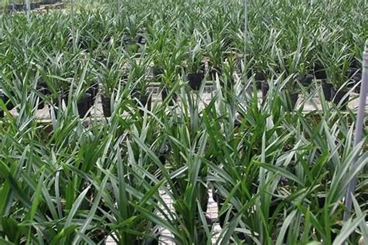 怎么促进樱桃开花？樱桃开花前用什么肥？