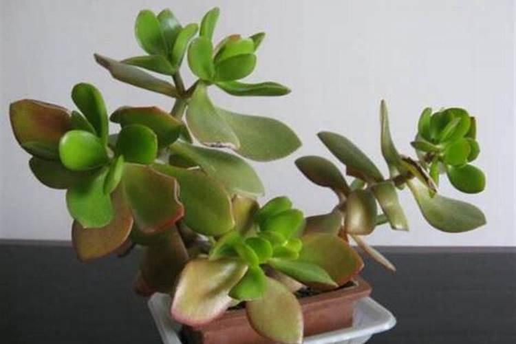 玉树烂根怎样快速生根