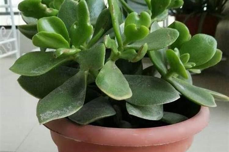 怎么让玉树开花