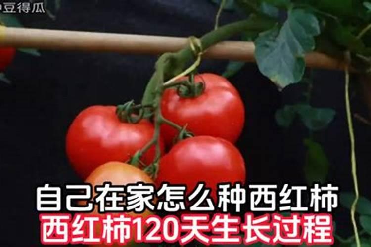 西红柿使用什么肥料最好？