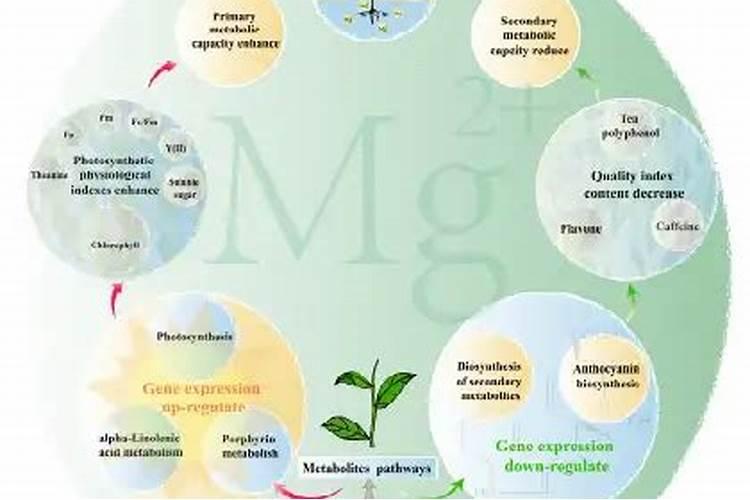 荔枝在上市前施什么肥料最好？