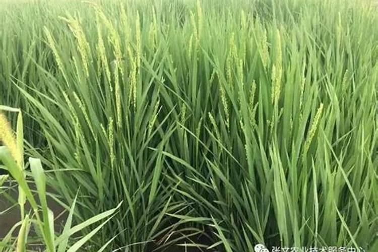 肥仔是什么意思