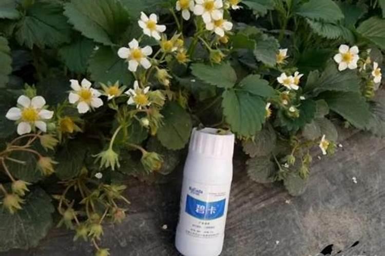 水果萝卜的种植方法和时间