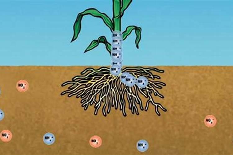 玉米后期追什么肥料好