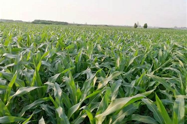 玉米钾肥的正确使用方法