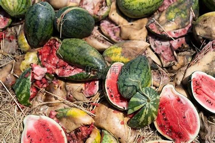 西瓜果实才一点点大就烂掉了,是哪里出问题了？