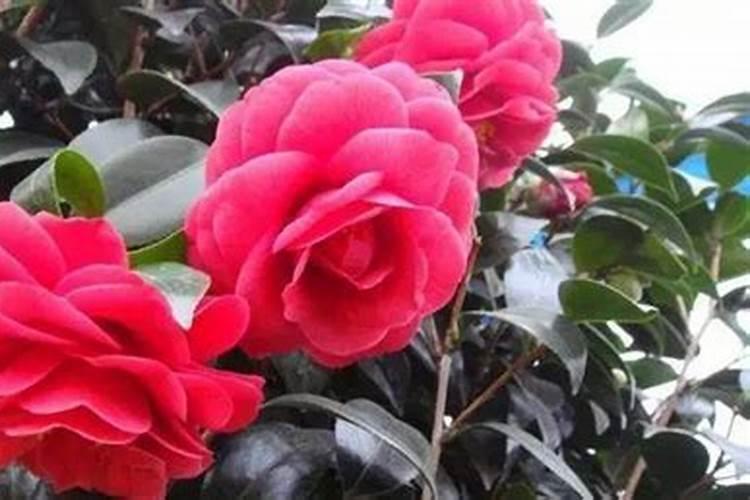 高氮高钾水溶肥什么时候使用？