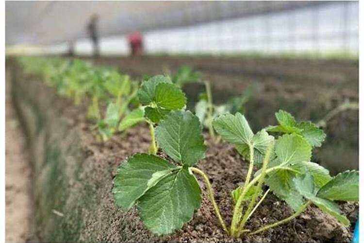 种庄稼一季不施肥可以吗