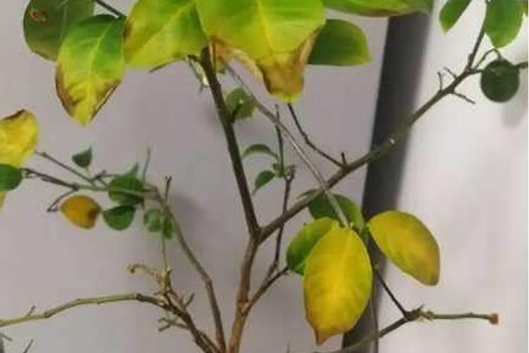 氮肥深施有什么好处？