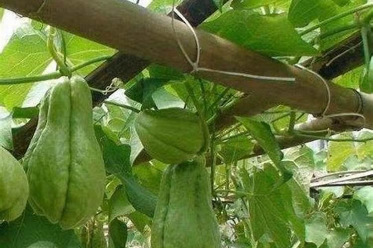 方瓜什么时候种植