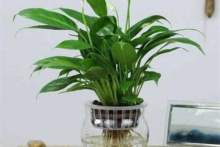 白菜打磷酸二氢钾好不