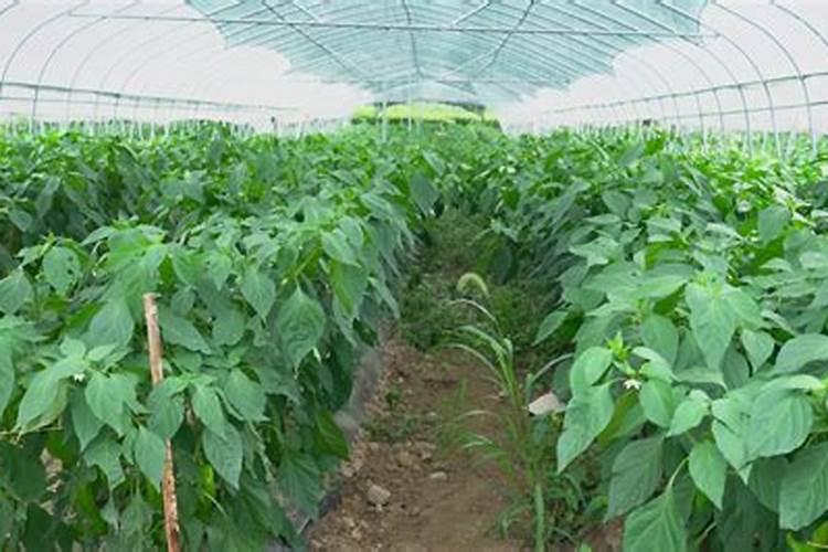 山东千禧西红柿几月份上市 山东圣女果产地在哪里